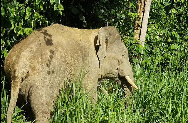 640Px-Borneo Pygmy Elephant