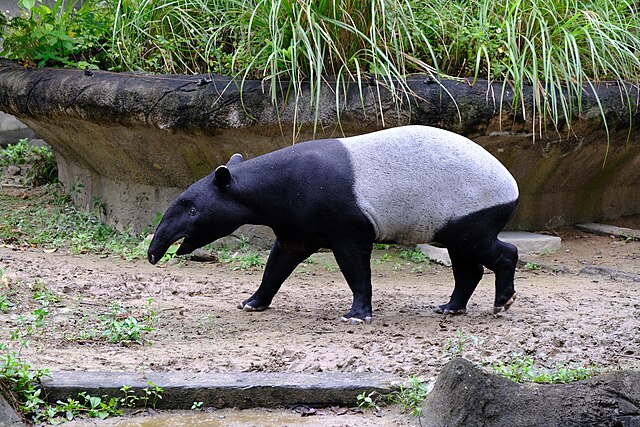 Tapirus Indicus 20230407