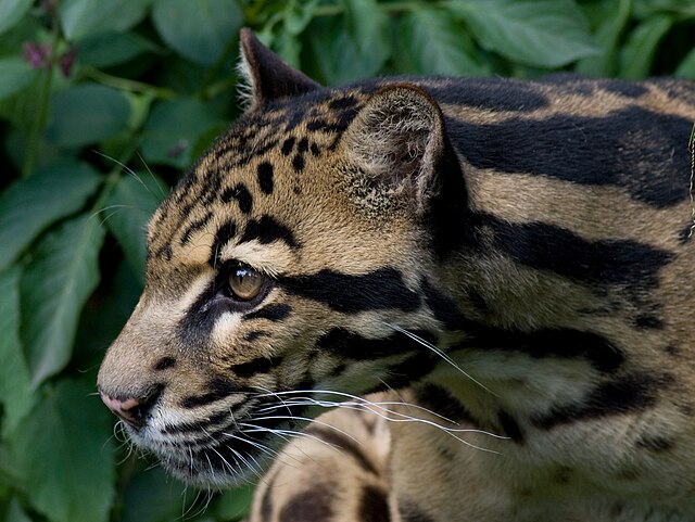 Clouded Leopard, Cat Survival Trust (4903773455)