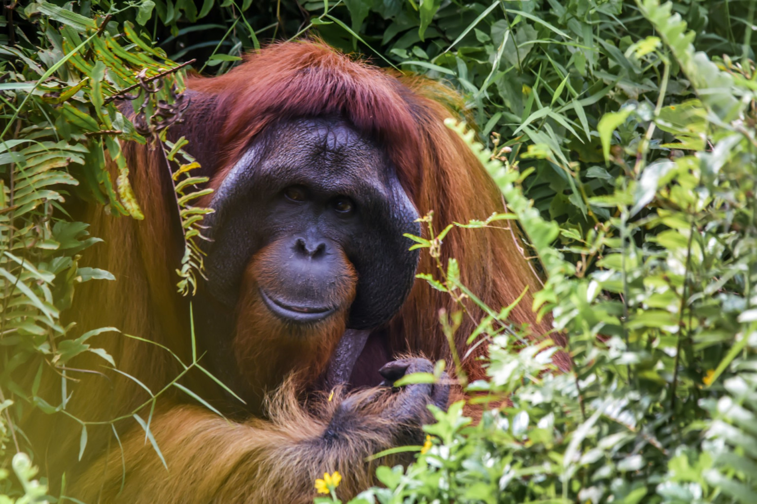 20 Rare Animals You Can Only Find in Asia - RoughMaps
