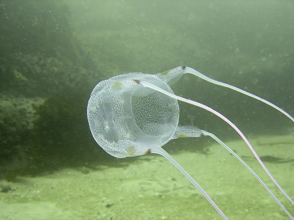 1024Px-Box Jellyfish At Bakoven Rock Dsc11031