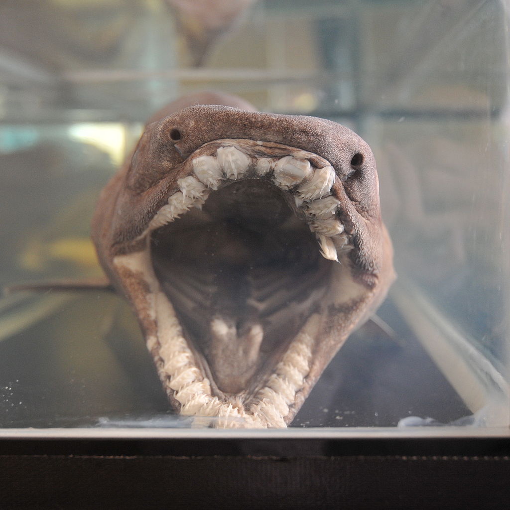 1024Px-Chlamydoselachus Anguineus Mouth