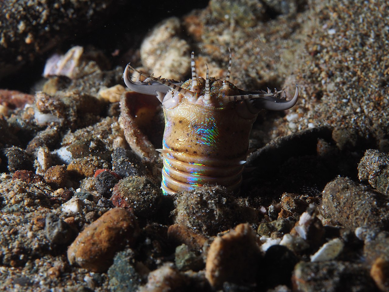 1280Px-Bobbit Worm (Eunice Aphroditois) (14217679648)