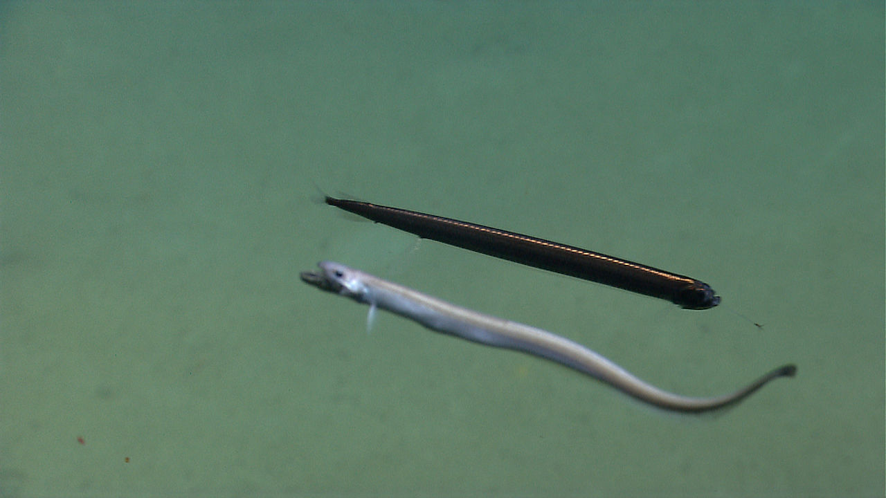 Expn0017 (14505479095)