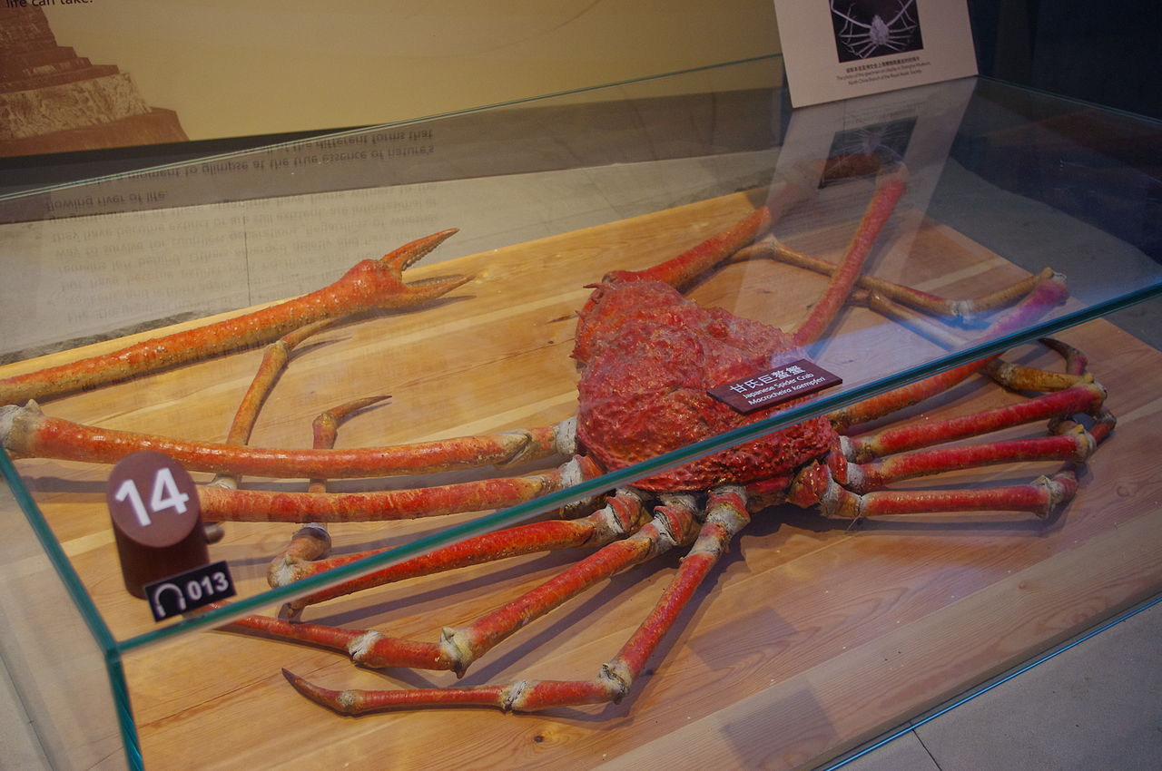 Japanese Spider Crab (Macrocheira Kaempferi)