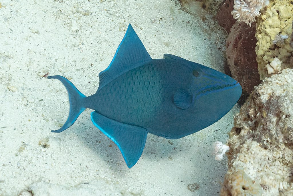 Pez Ballesta De Dientes Rojos (Odonus Niger), Parque Nacional Ras Muhammad, Egipto, 2022-03-28, Dd 47