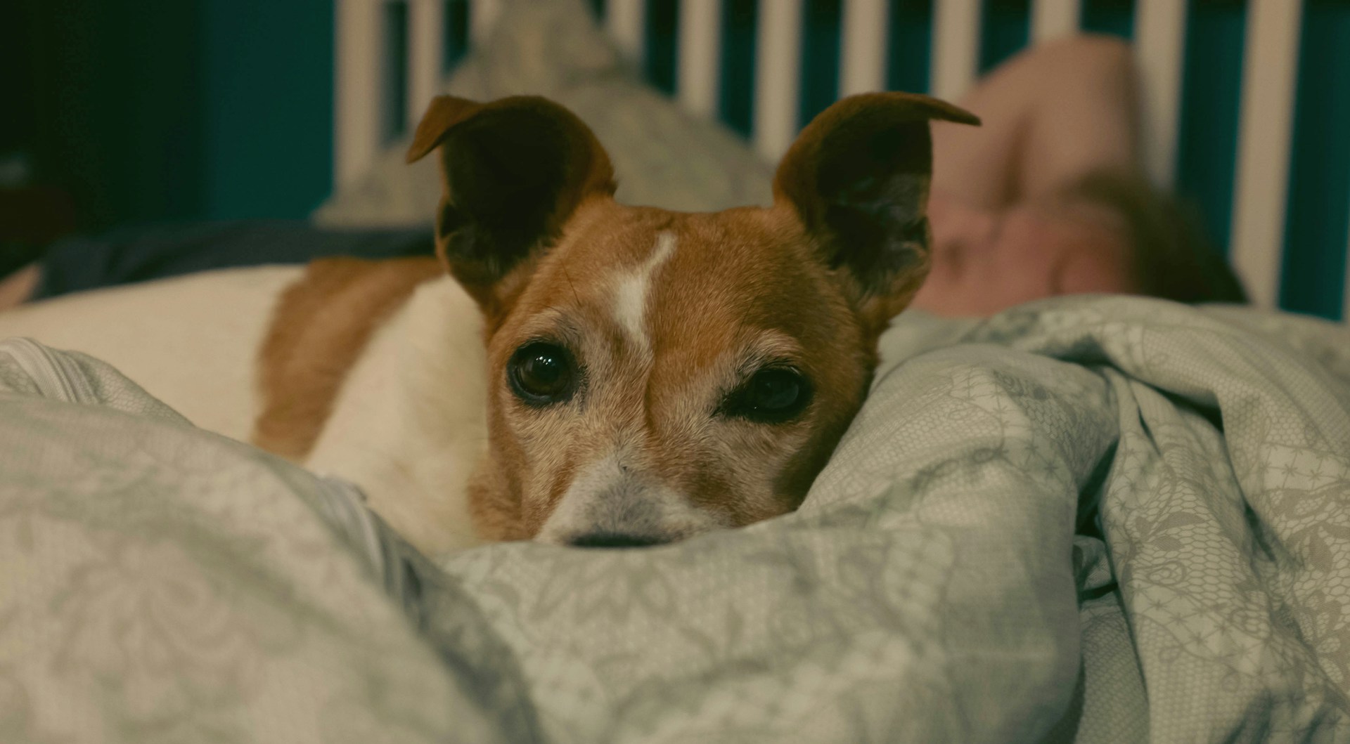 Viktoria-Babjakova-Pygfbvhhbby-Unsplash