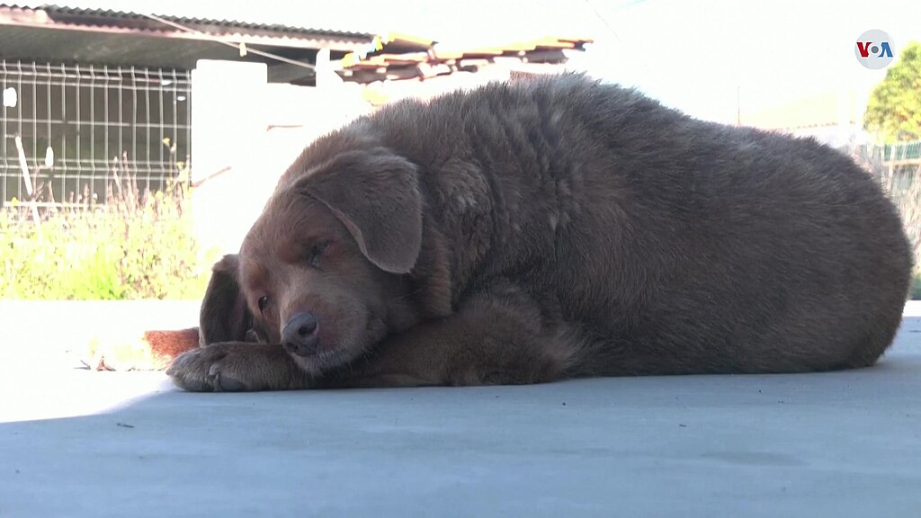 1024Px-Dog Bobi (04)