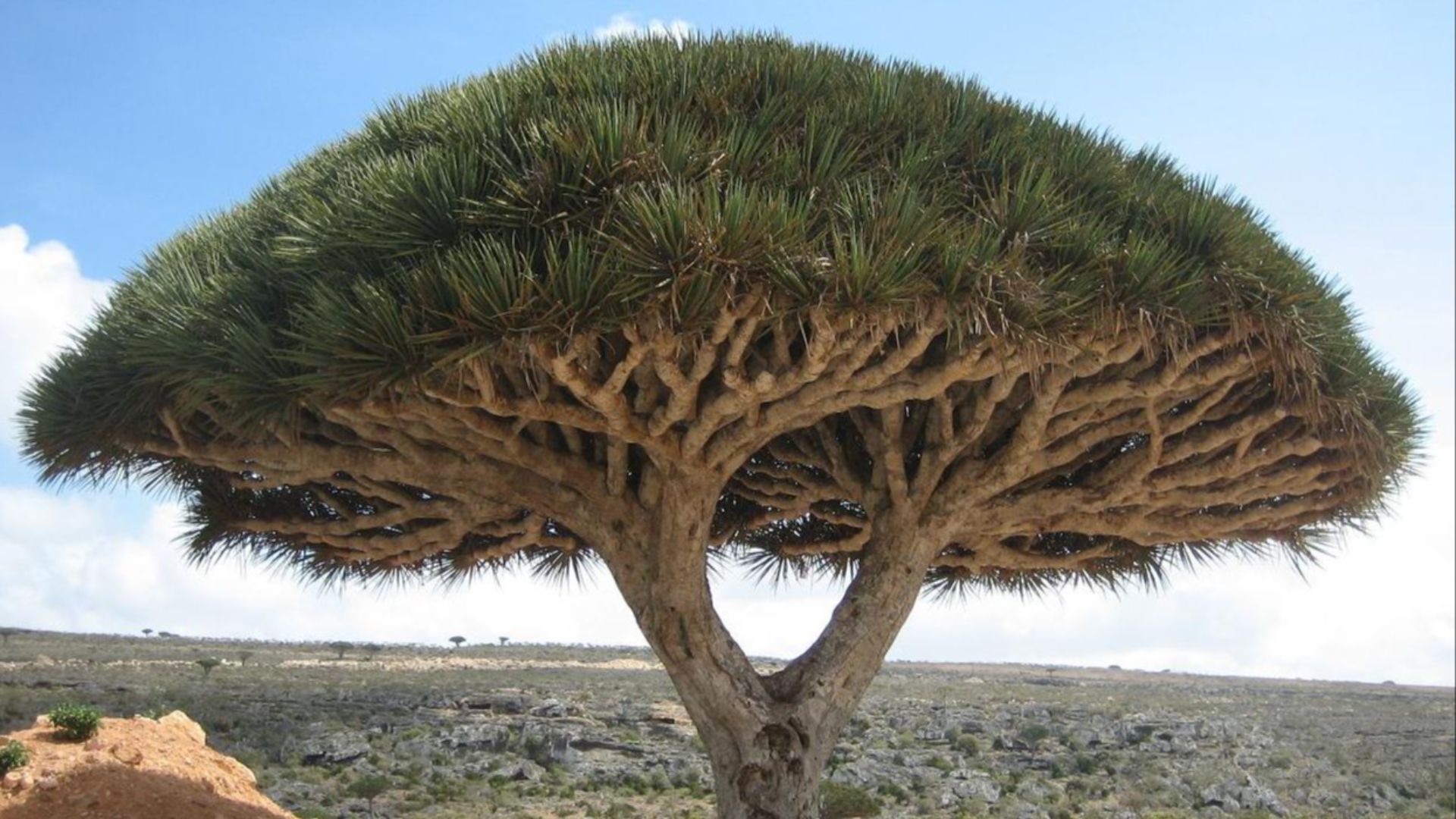 File:Socotra dragon tree.JPG