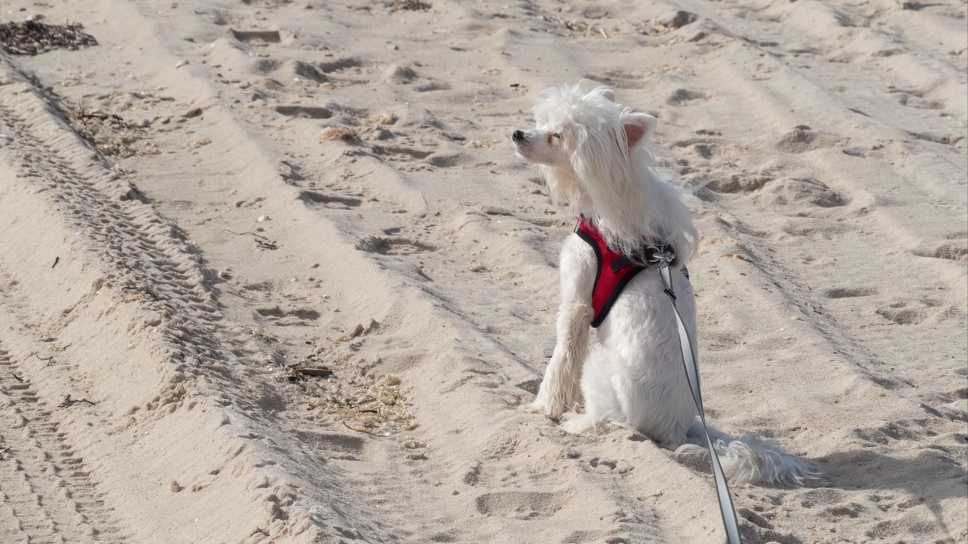 File:Chinese crested dog on the beach (13200).jpg