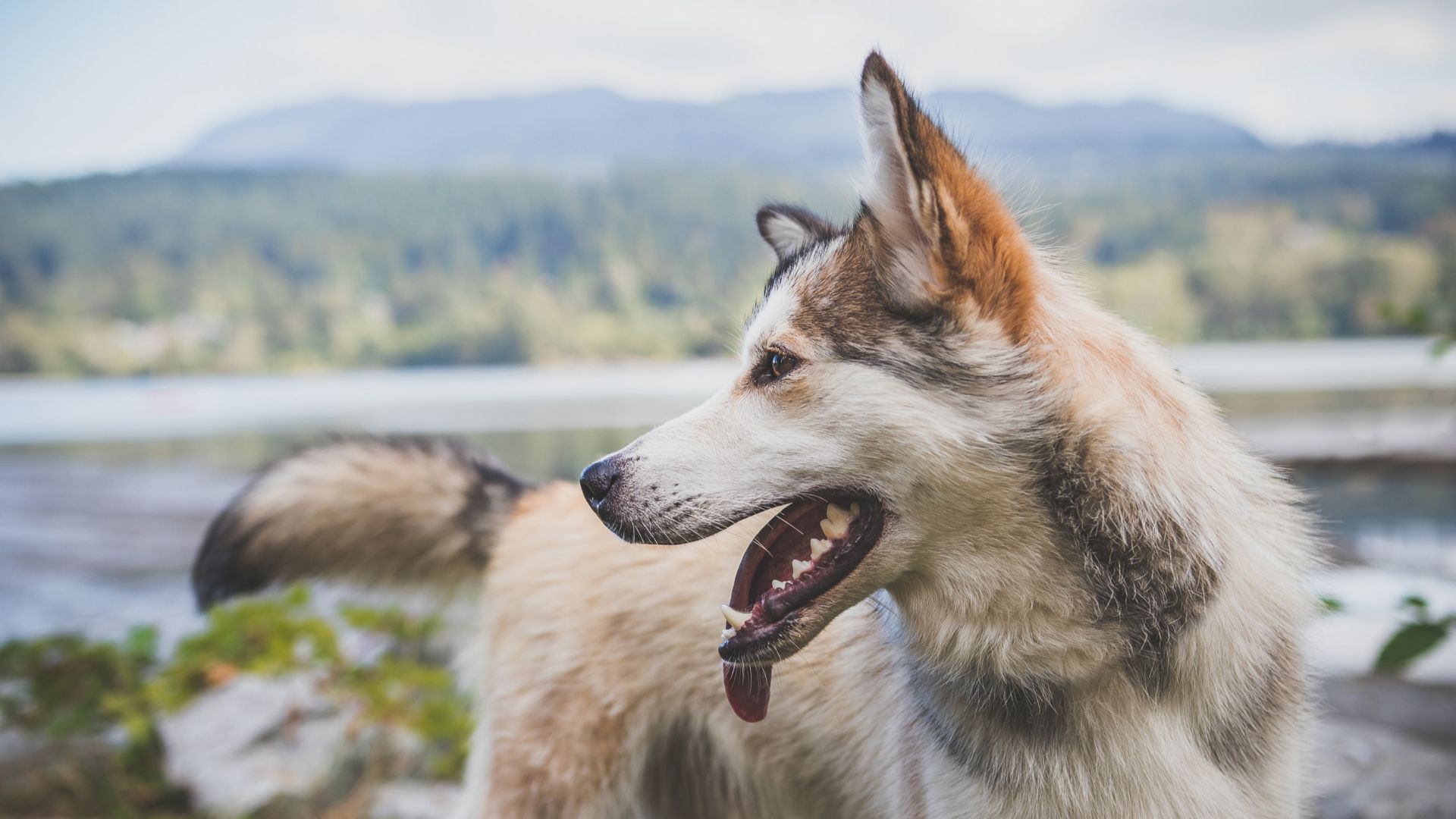 brown and white Siberian husky standing near river