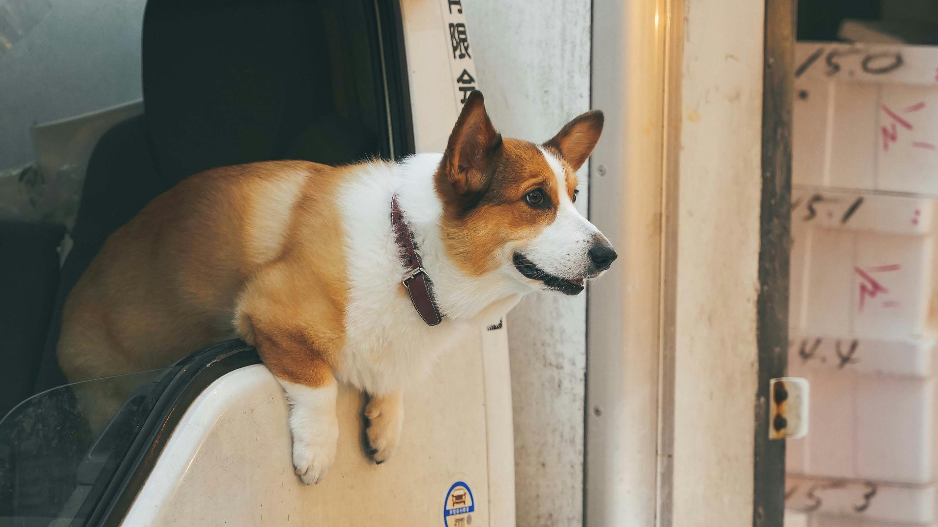 a dog standing on the back of a truck