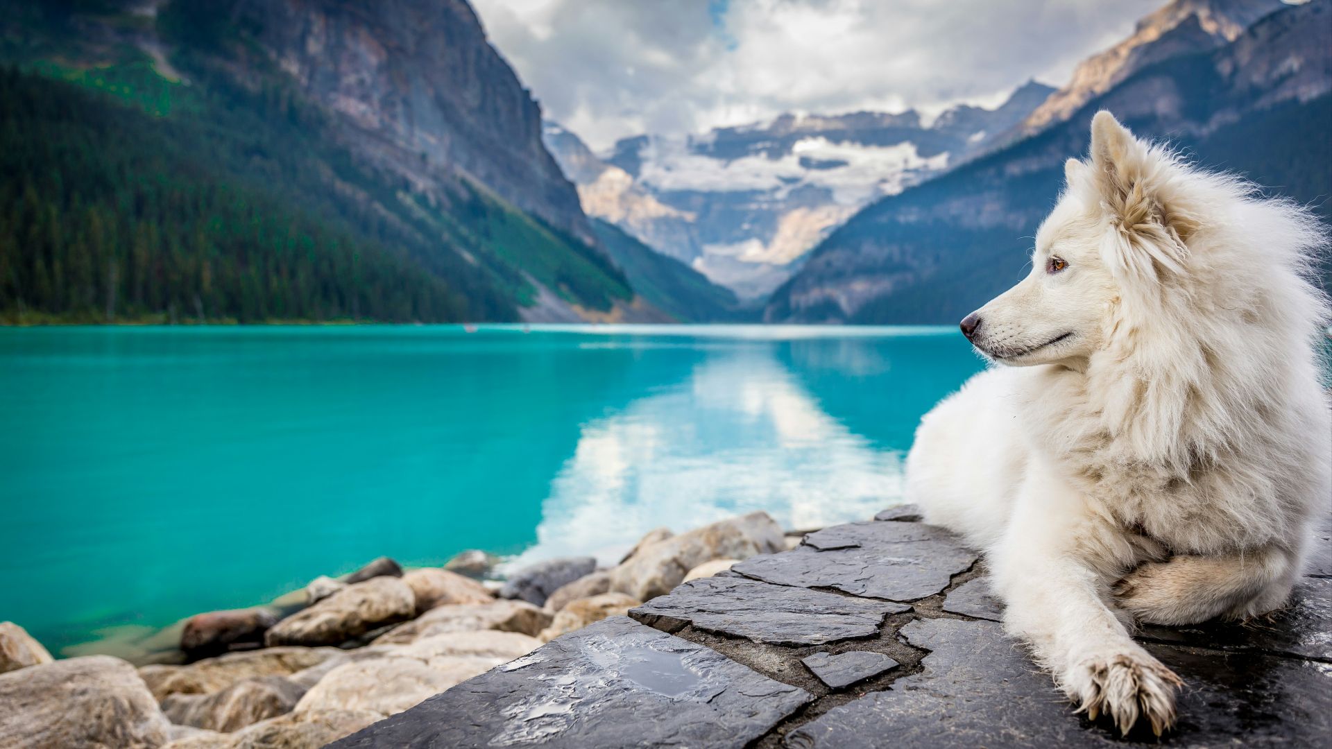 A white dog sitting on a rock formation near a large mountain pond.