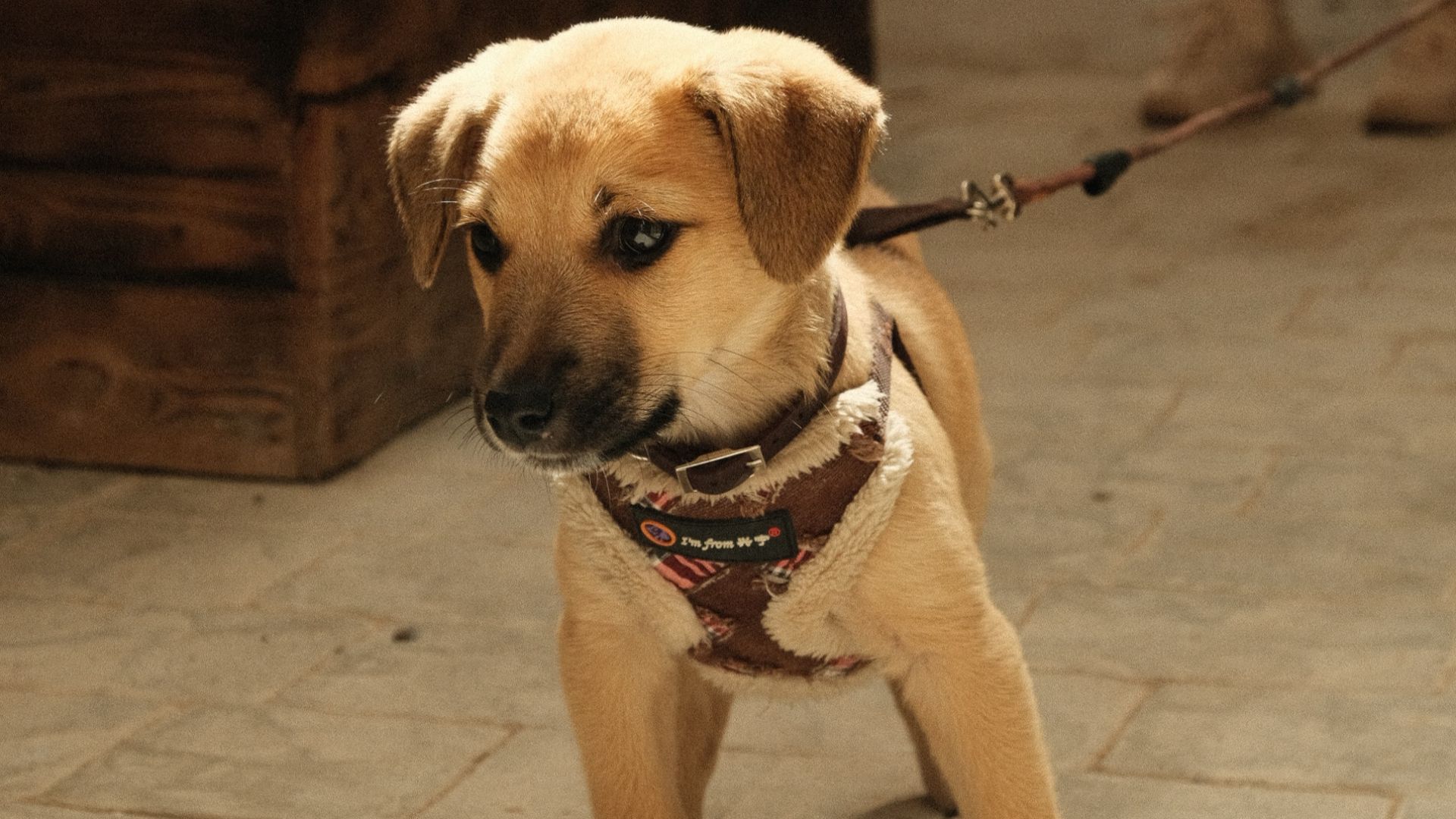 a small dog on a leash