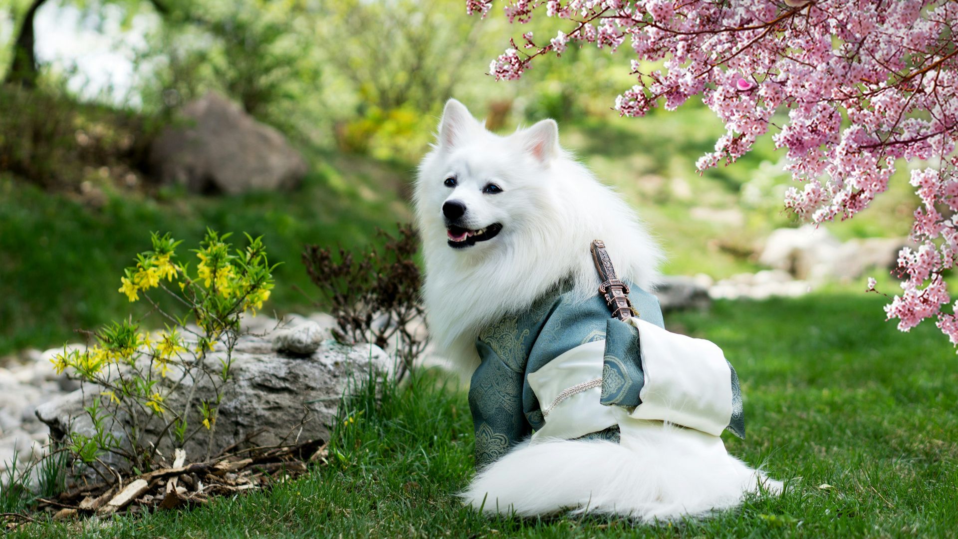 selective focus photography of long-coated white dog