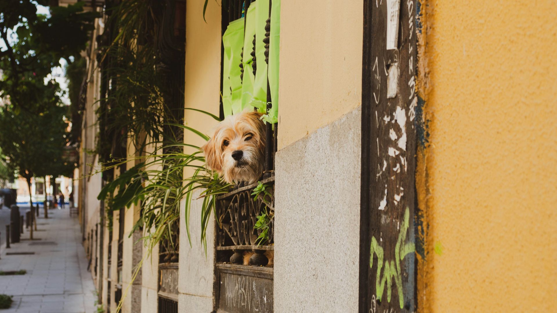 dog looking through window near plants