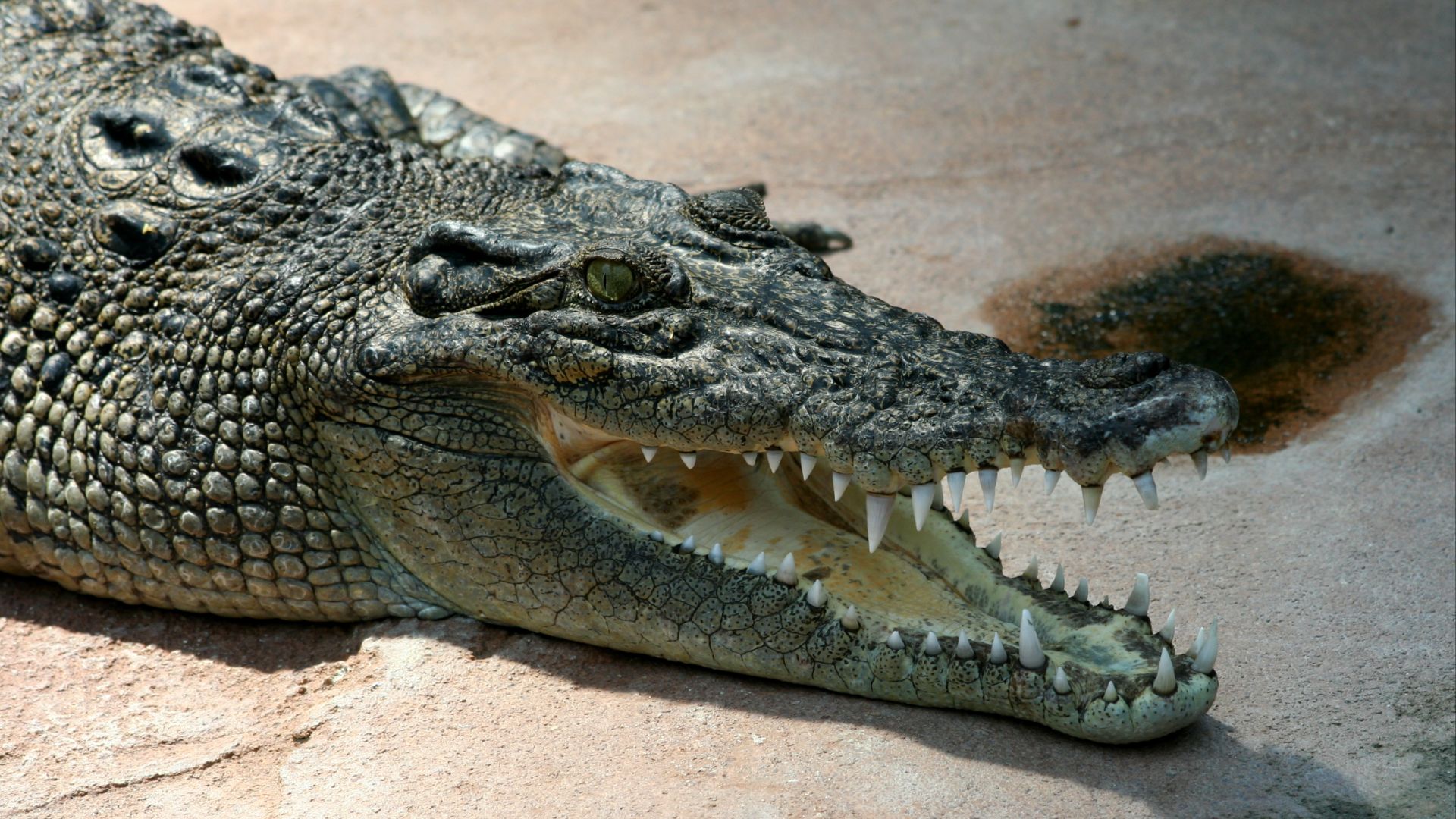 File:Crocodile Crocodylus-porosus amk.jpg