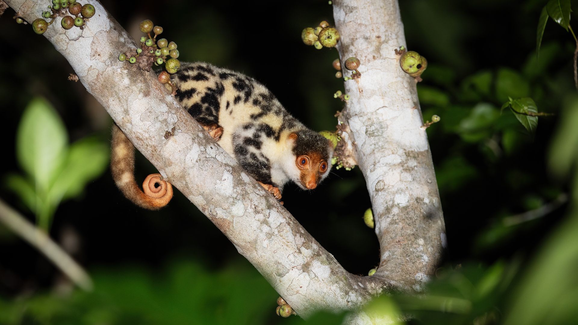 File:Waigeou Spotted Cuscus 0A2A3370.jpg