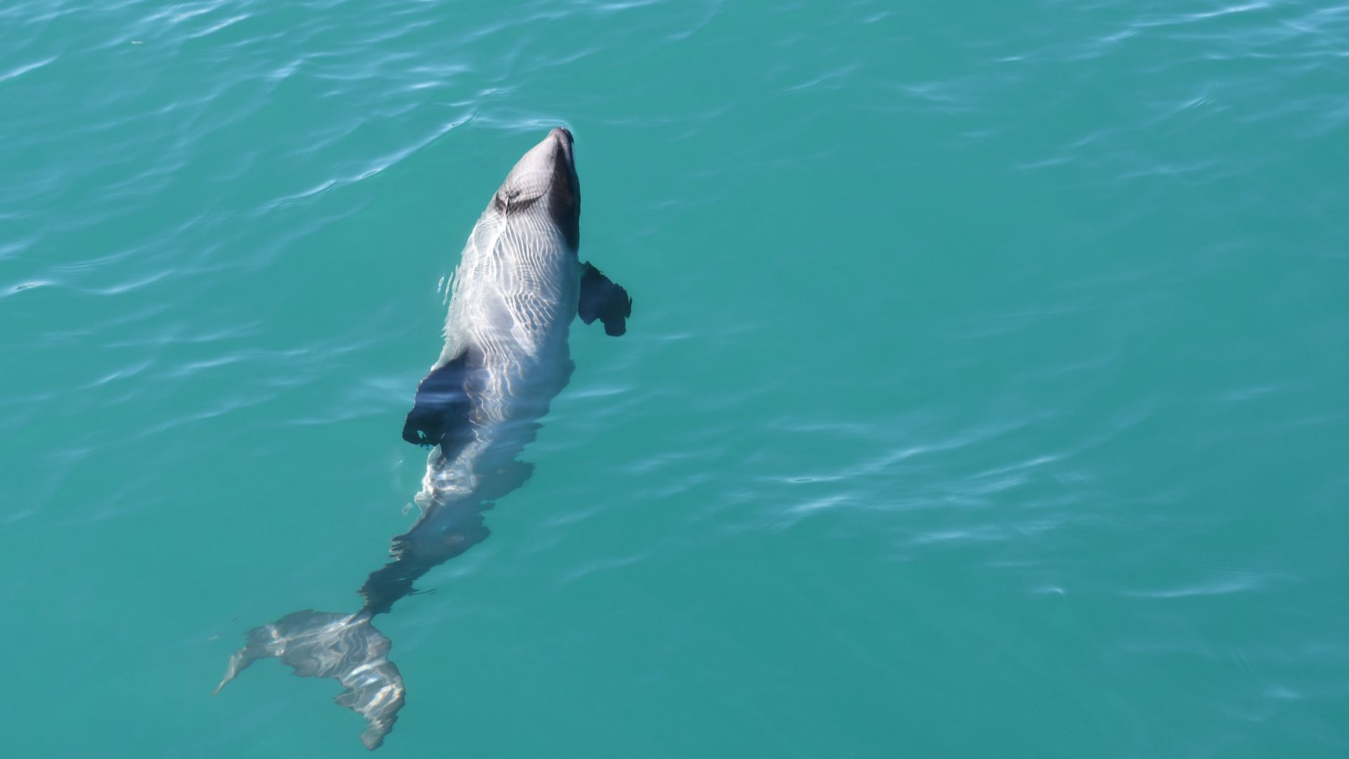 File:Cephalorhynchus hectori 358055594.jpg