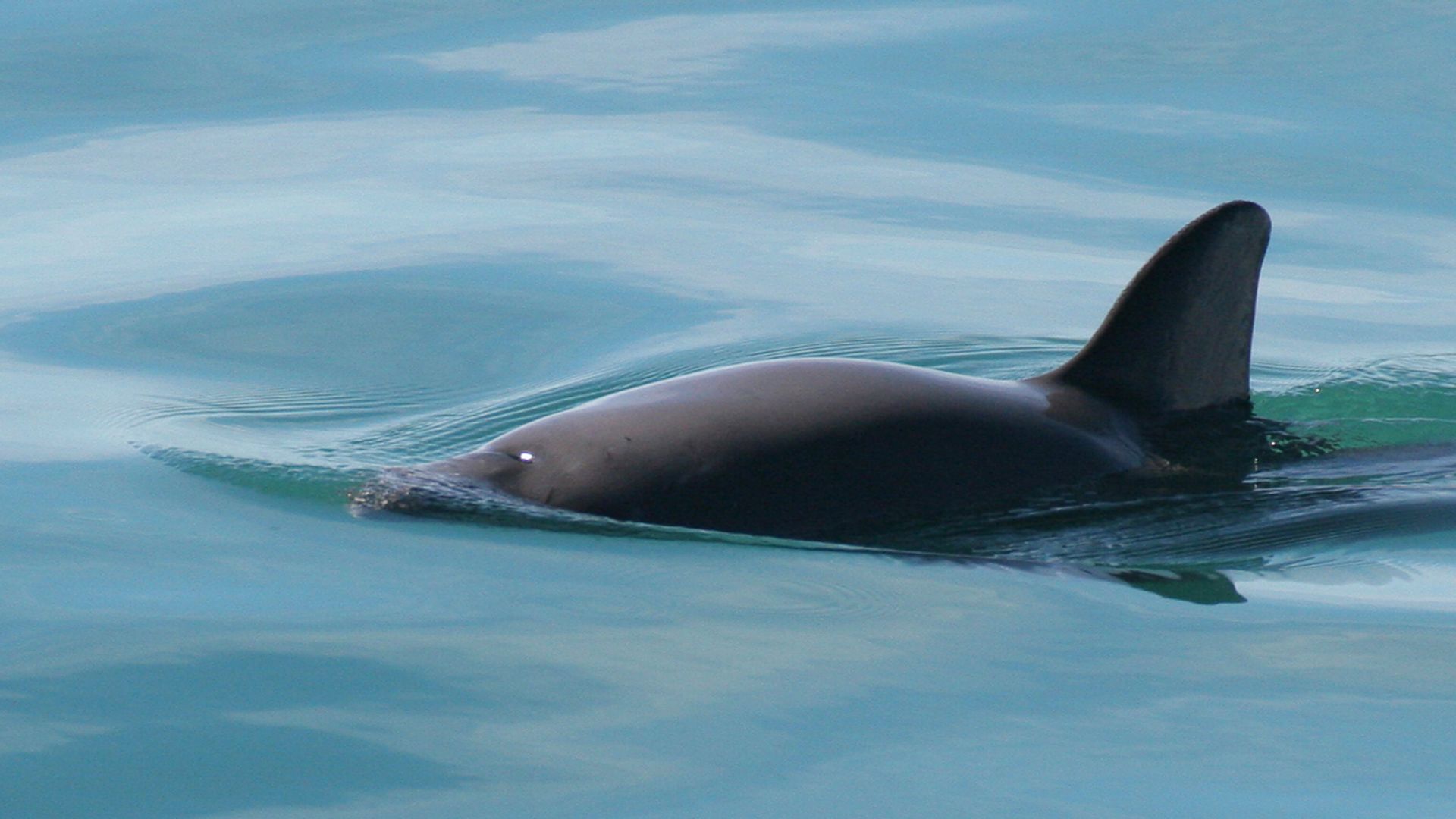 File:Vaquita4 Olson NOAA.jpg