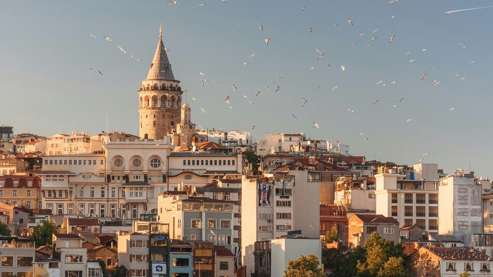 aerial view of buildings and flying birds