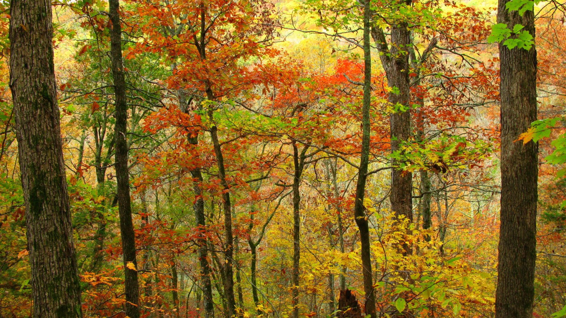 File:October Ozark Woodlands.jpg