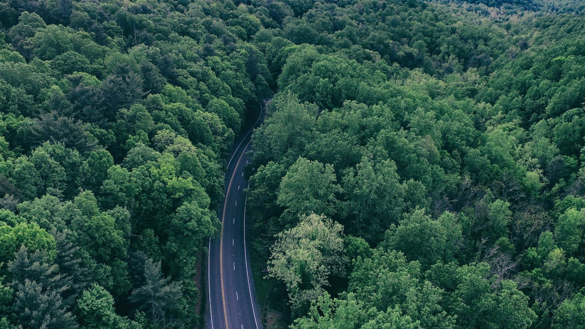 green leafed trees