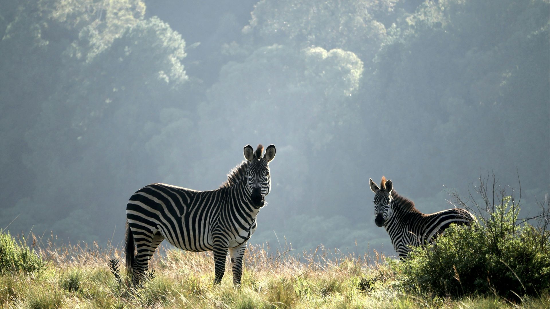 two zebras standing on grasses
