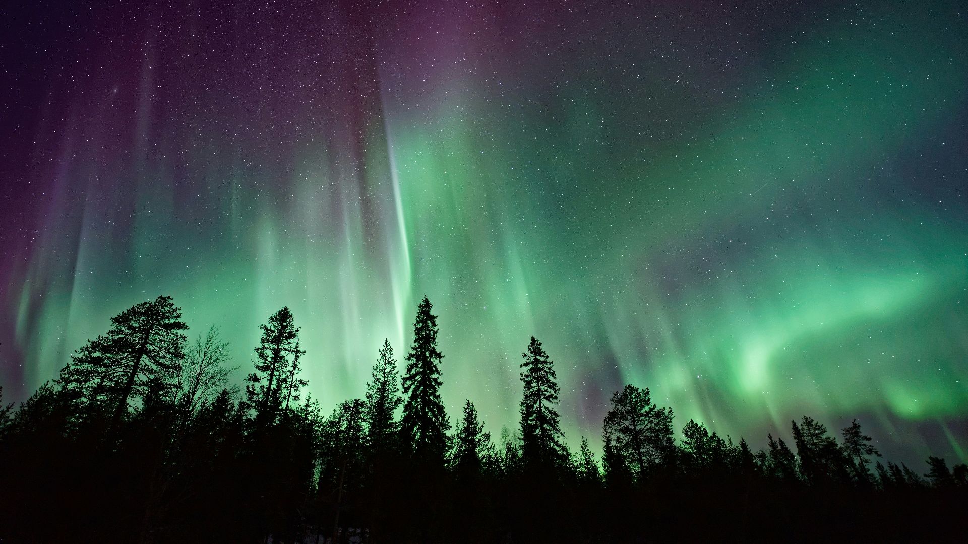 silhouette of trees near Aurora Borealis at night