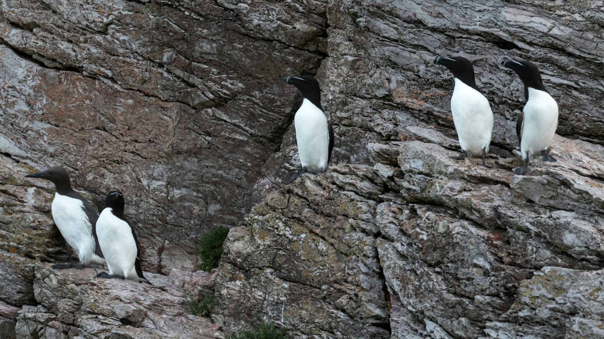 a group of birds sitting on top of a rocky cliff