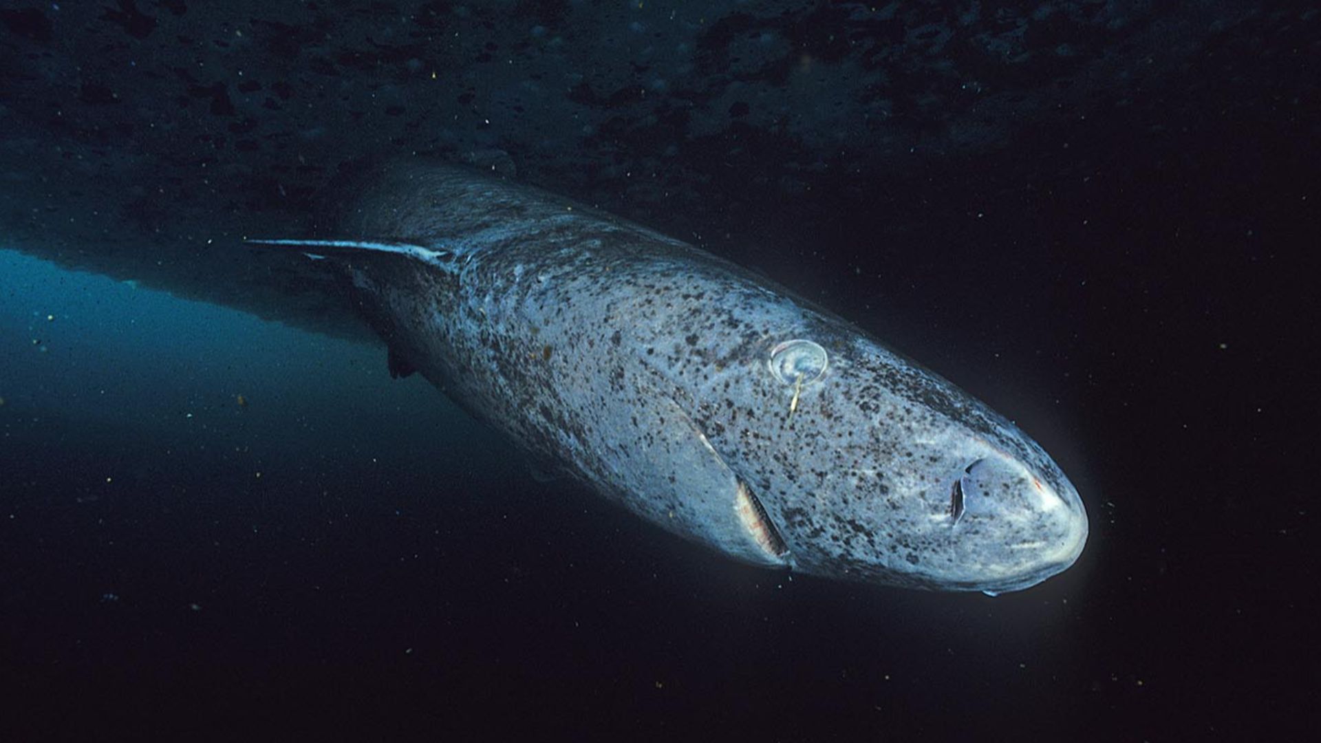 File:Greenland shark profile.jpg