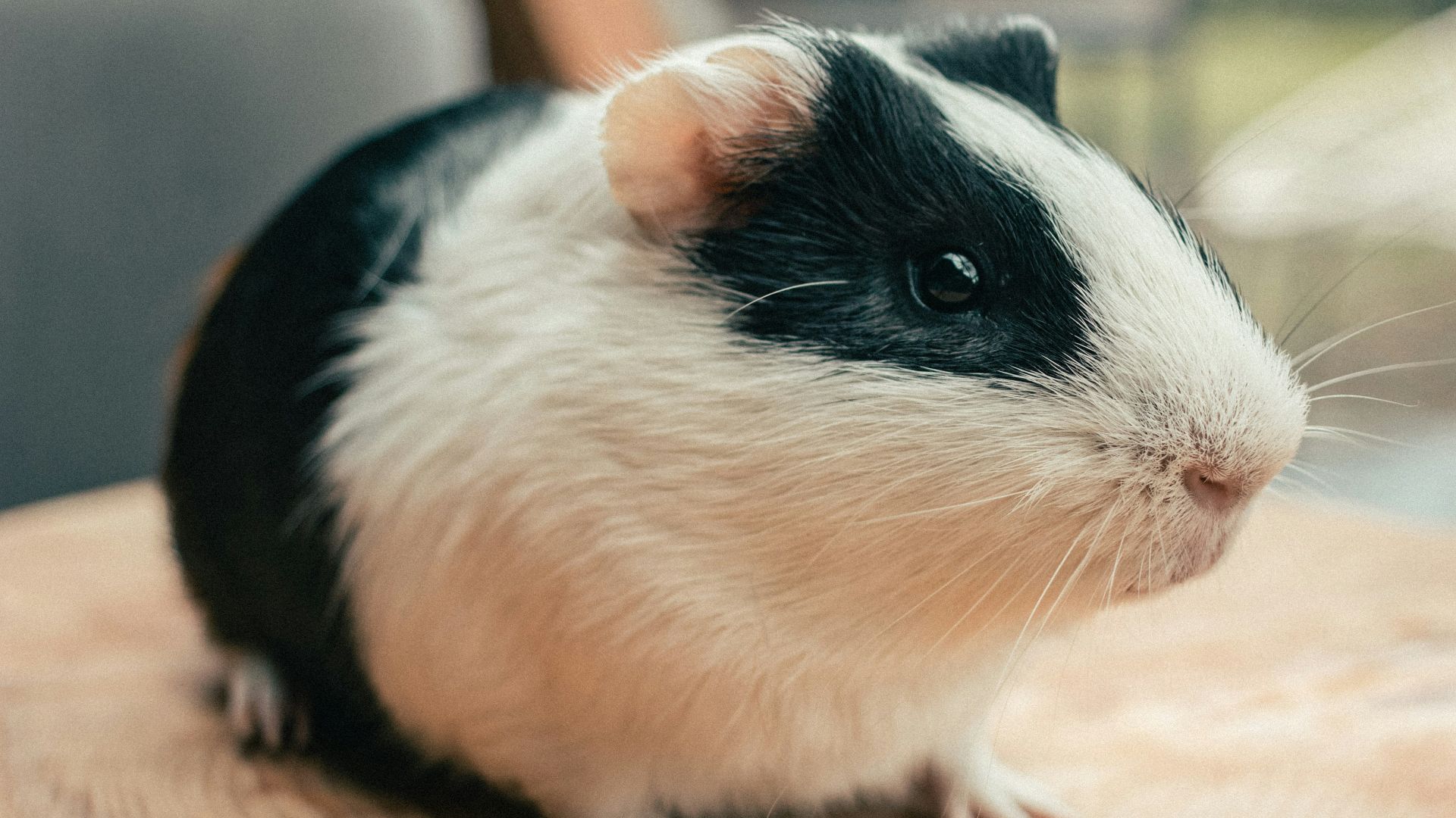 white and black guinea pig on brown wooden table
