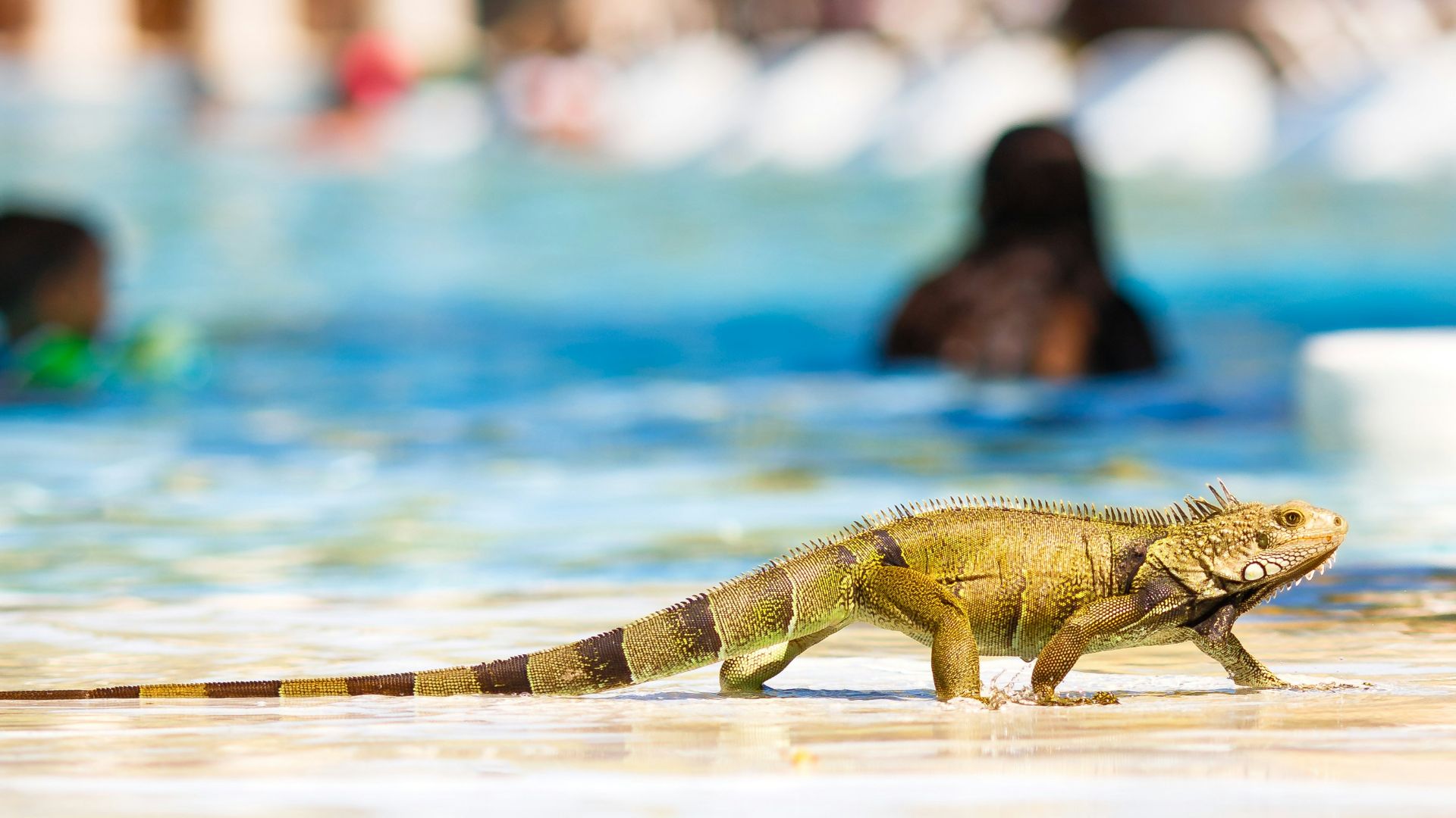 selective-focus photography of iguana near swimming pool