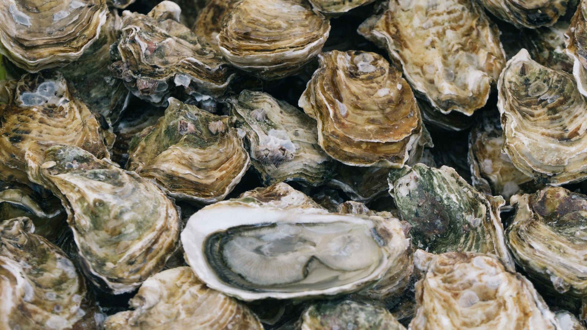 selective focus photography of piled shells
