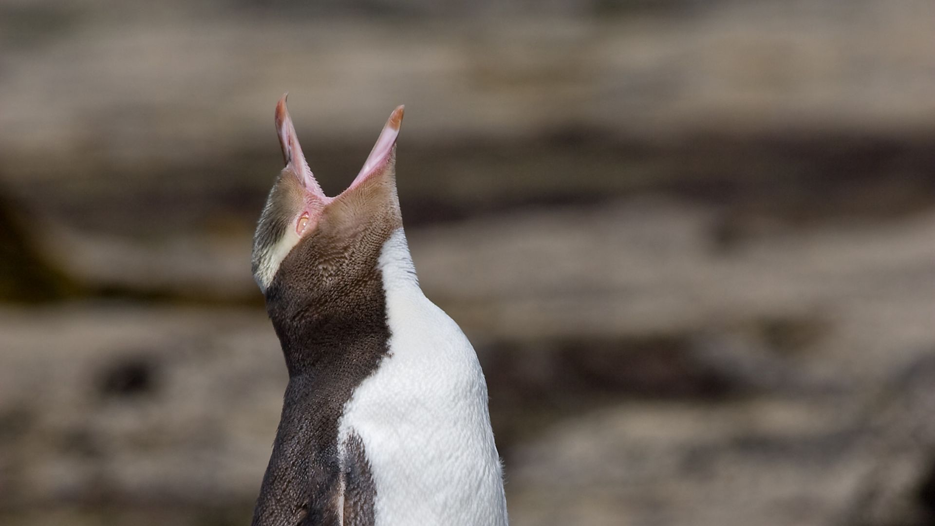 File:Yellow-eyed Penguin crying MC.jpg