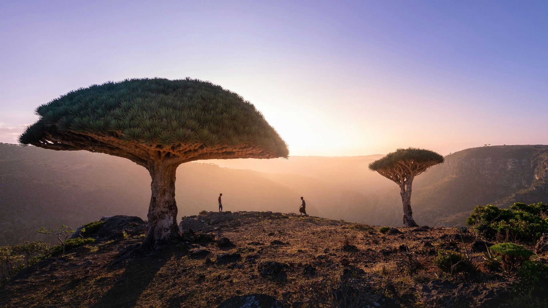 a tree with a mountain in the background