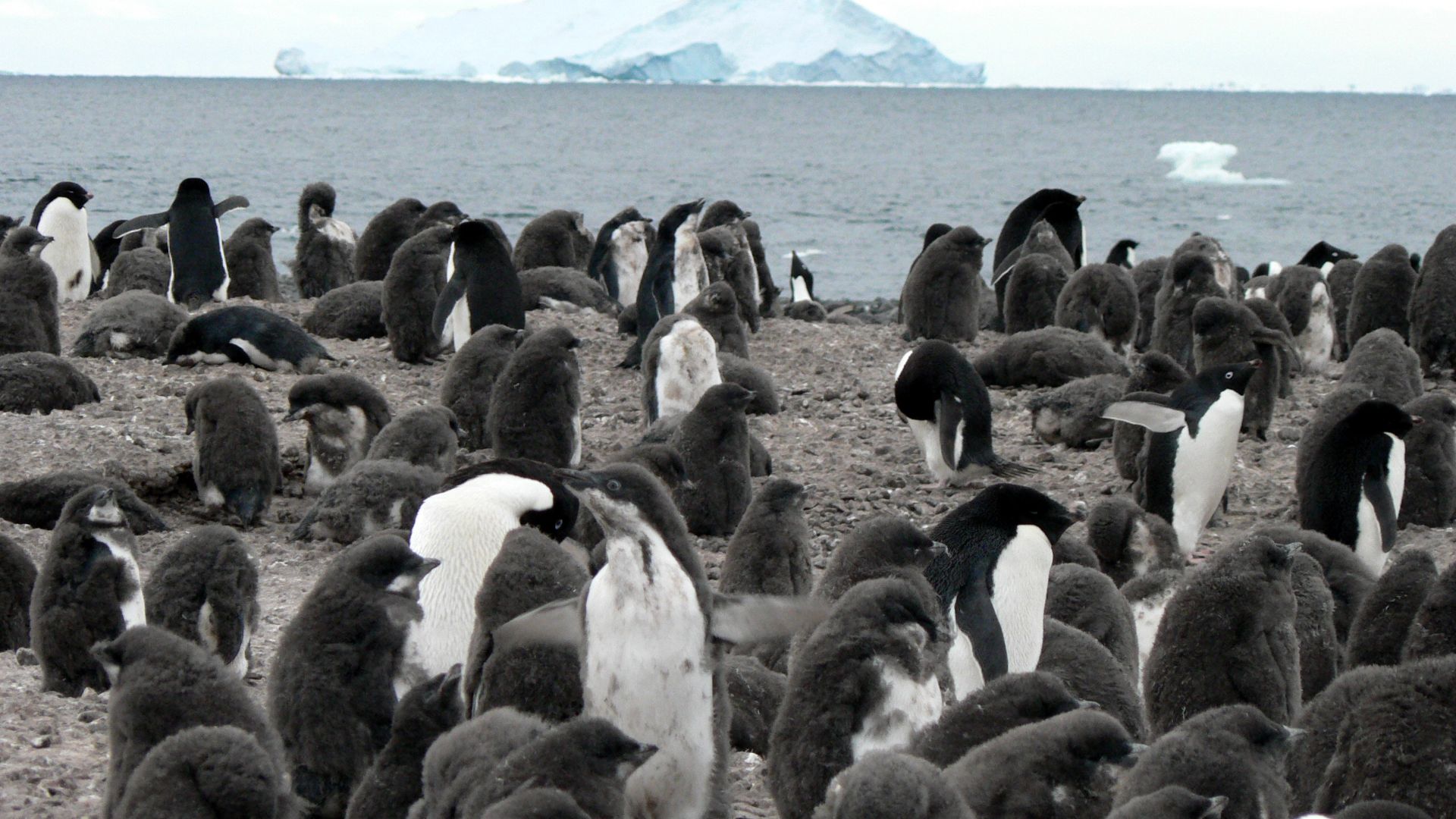 File:Franklin Island in Antarctica.jpg