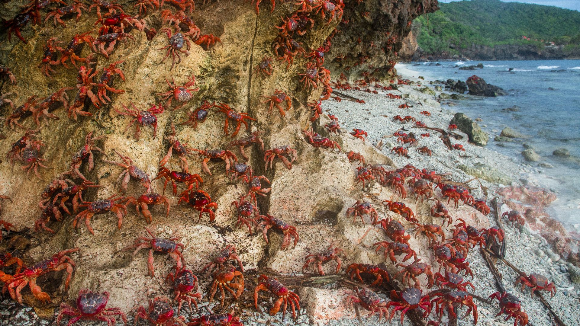 crabs near seashore
