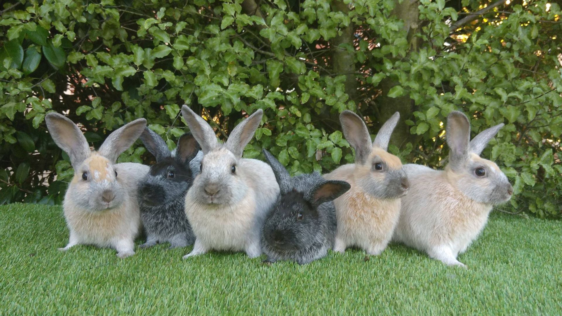 File:Enderby Island Rabbit Lineup.jpg