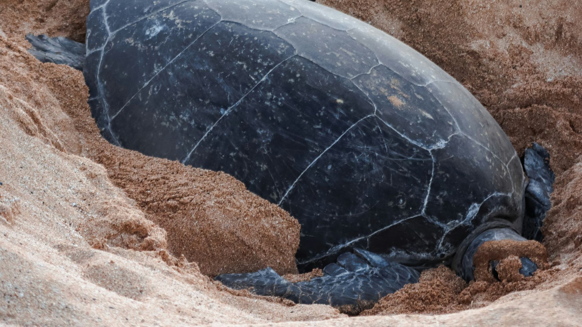a baby turtle crawling out of the sand