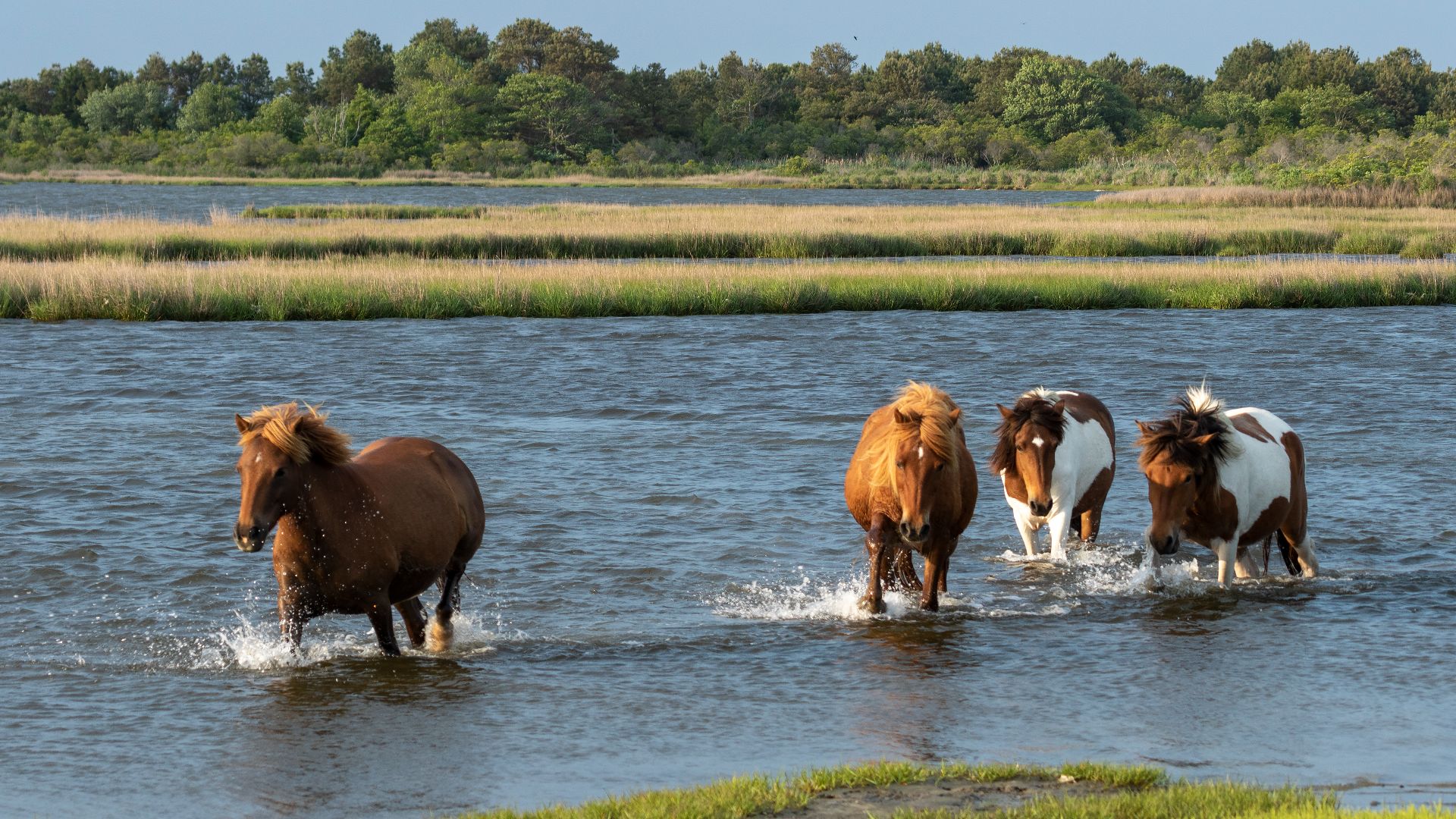 File:Assateague ponies MD1.jpg