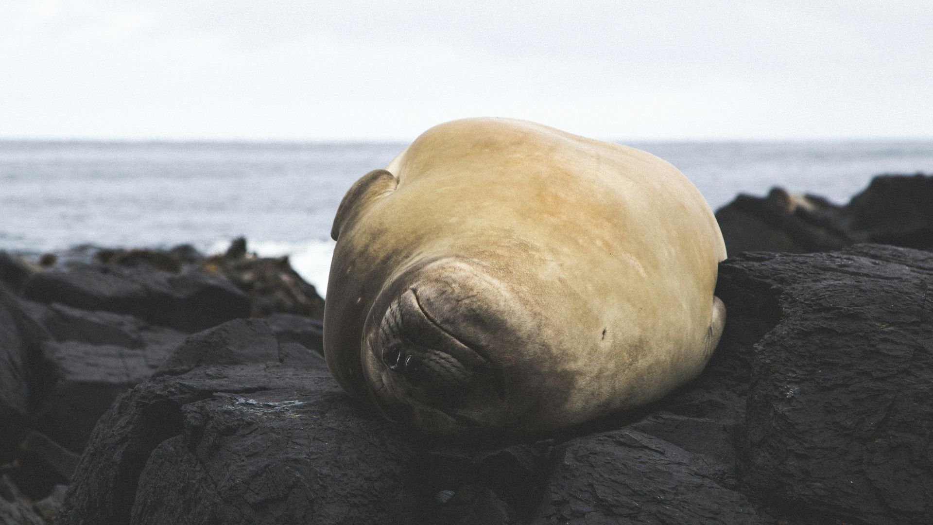 shallow focus photography of seal