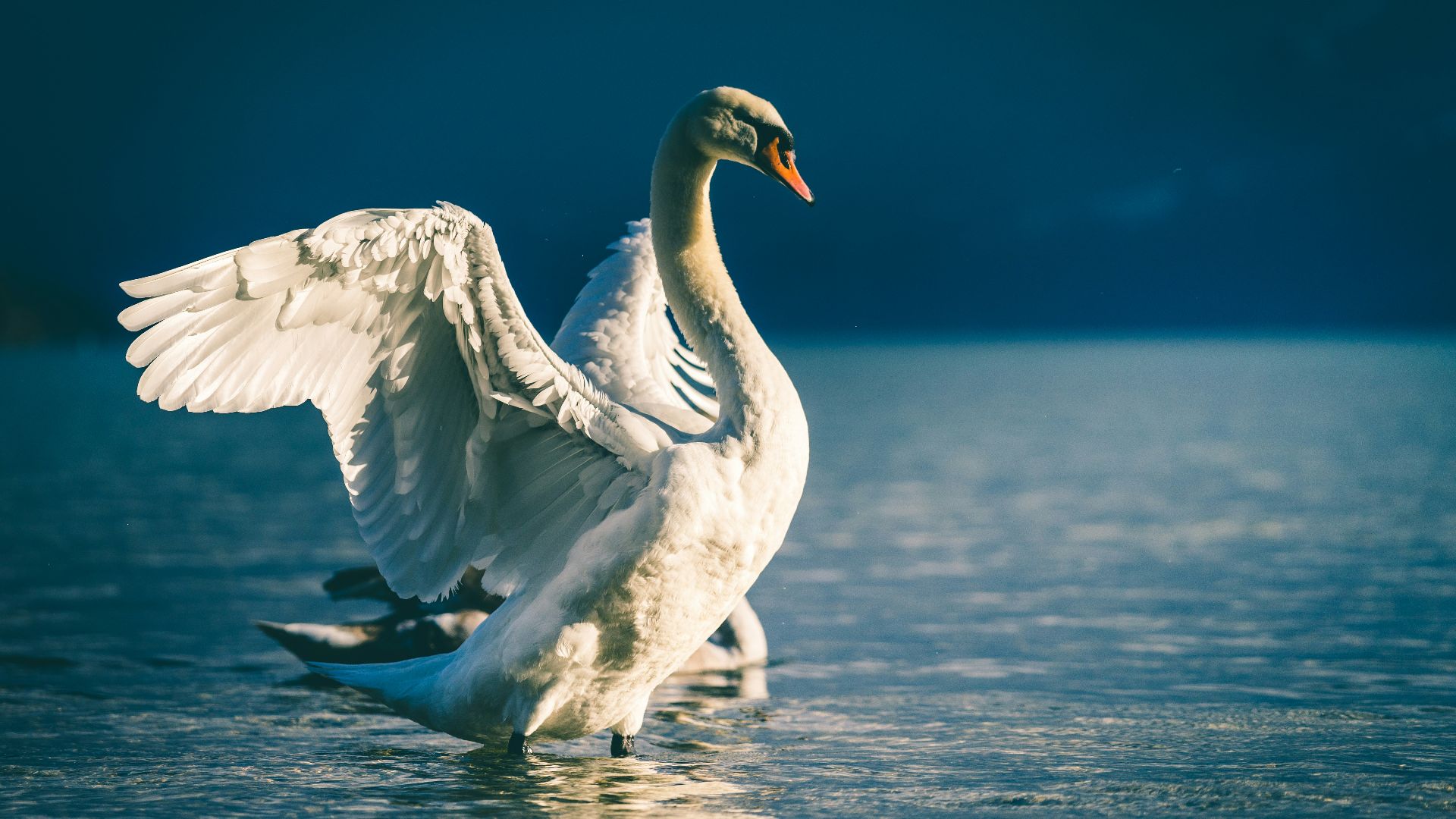 swan spreading wings in body of water