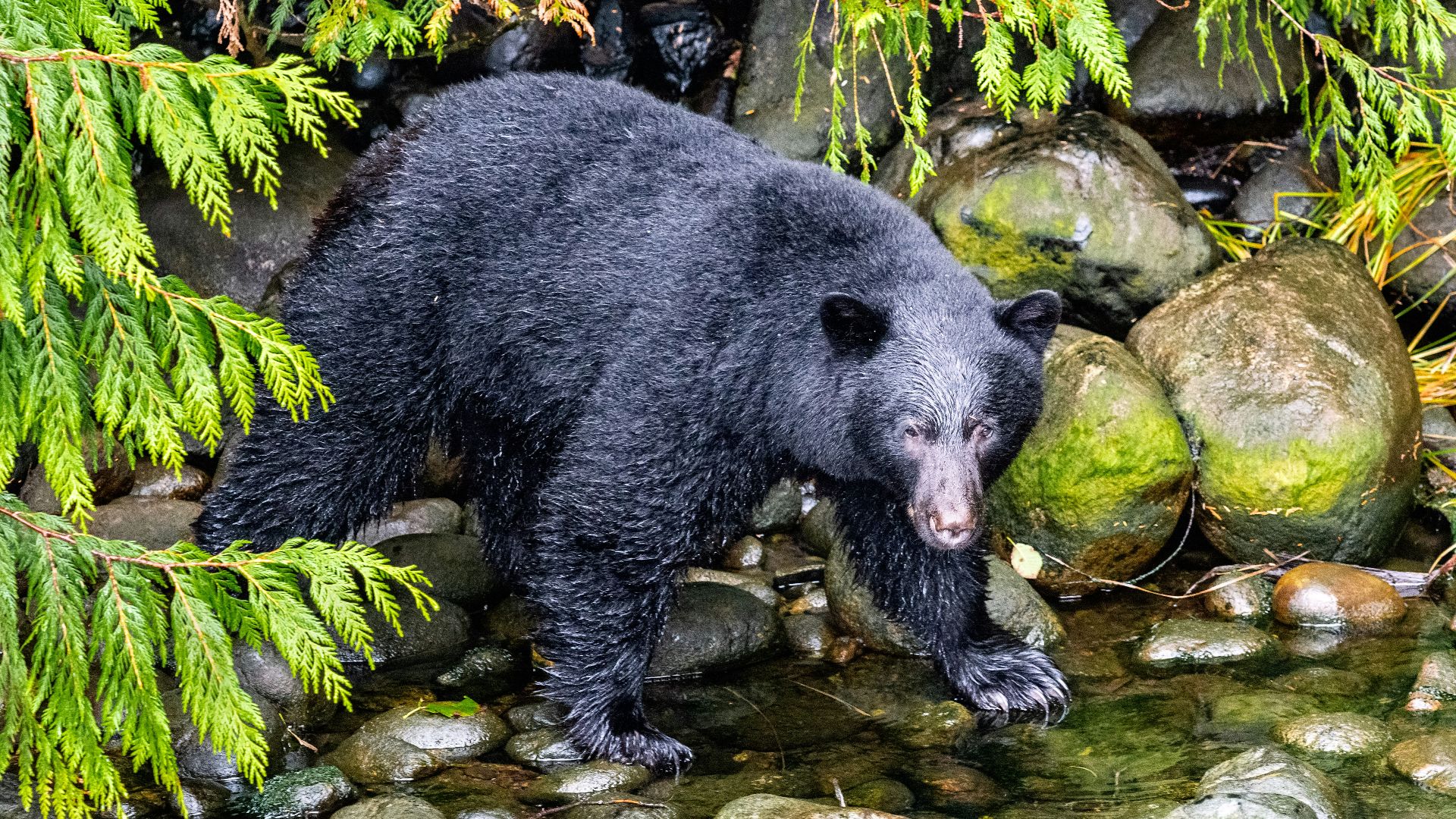 black bear standing on river during daytime