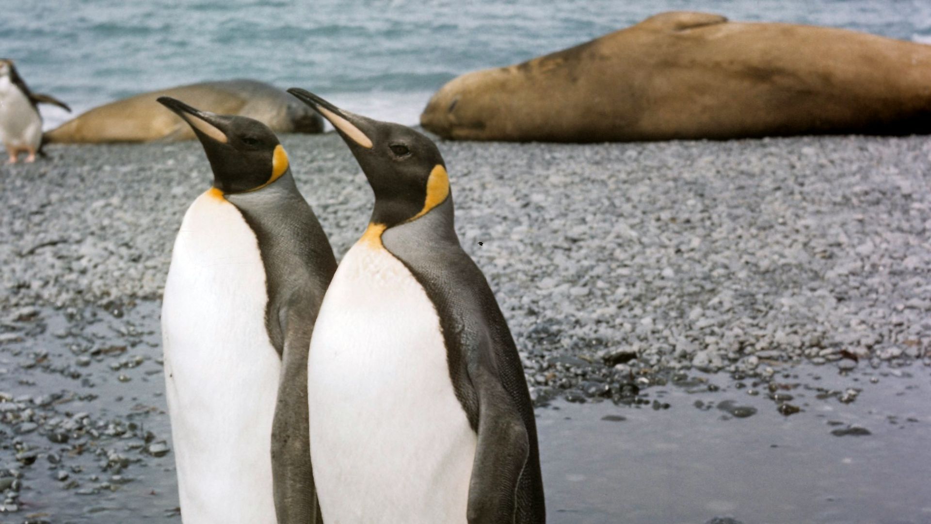 white and black penguins
