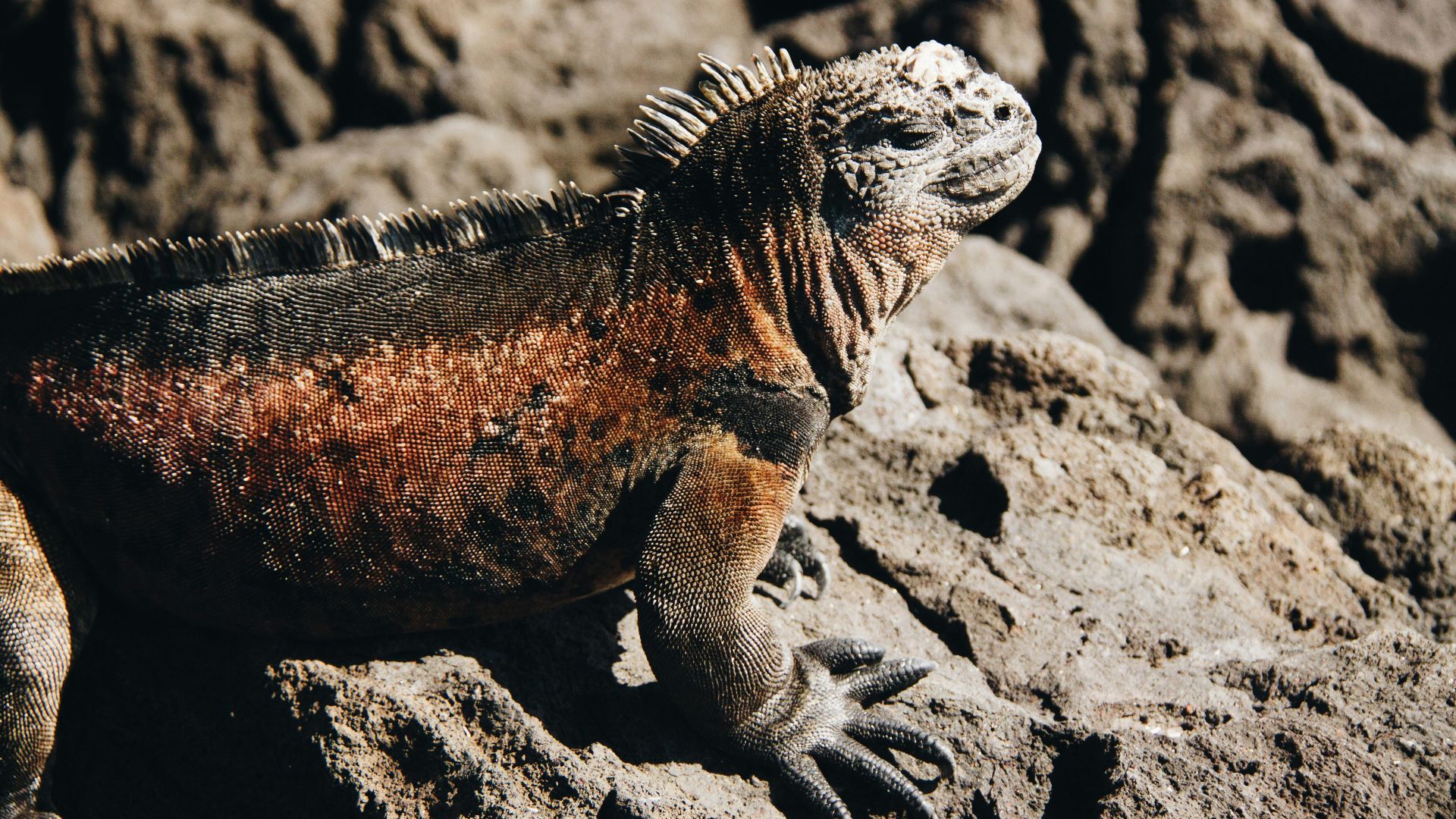 brown and black bearded dragon on rock formation