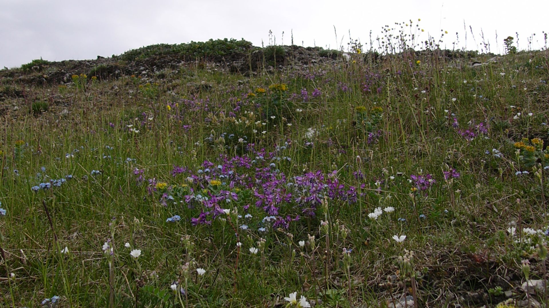 File:Novaya Zemlya - 25370384318.jpg