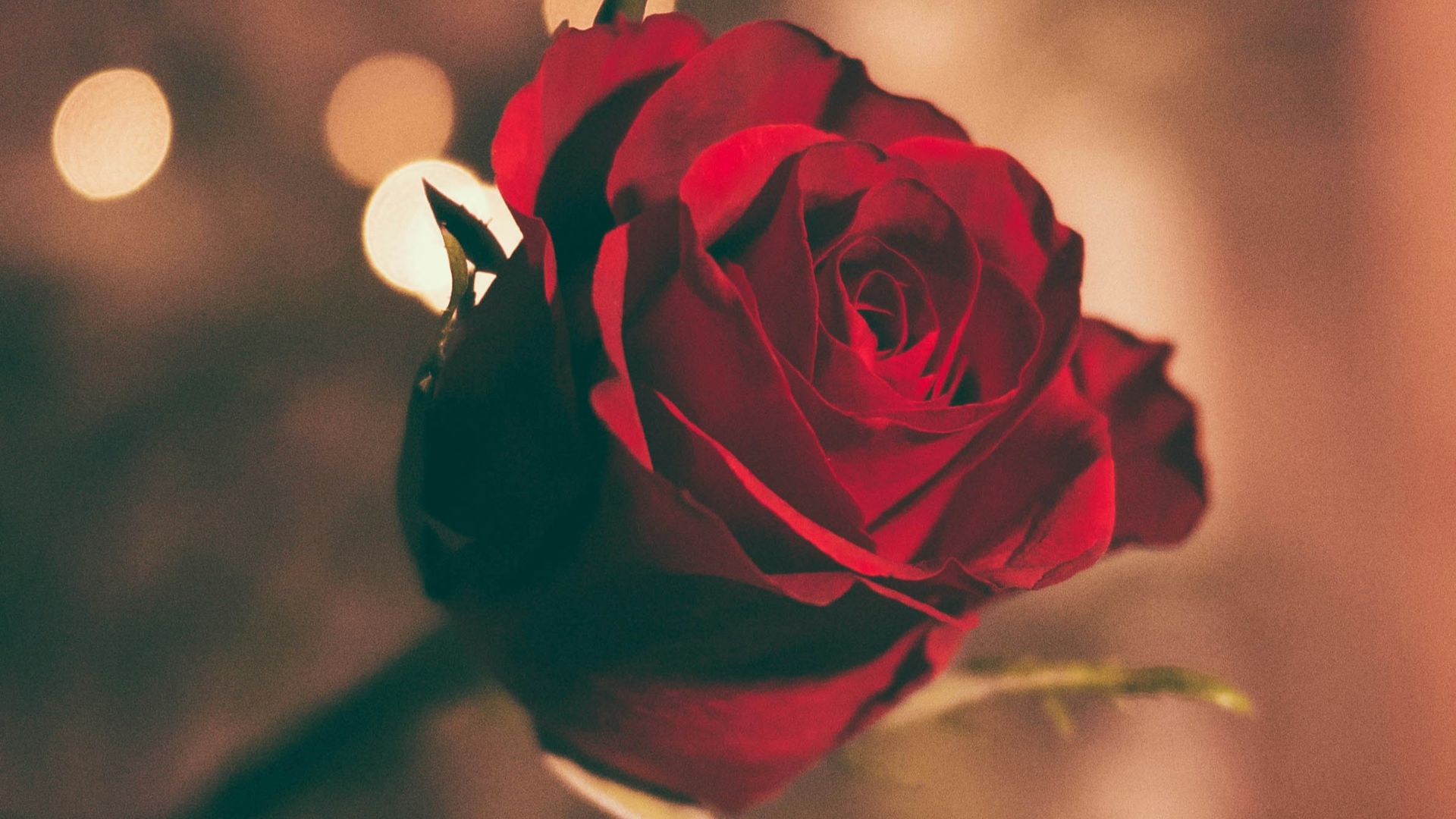focused photo of a red rose