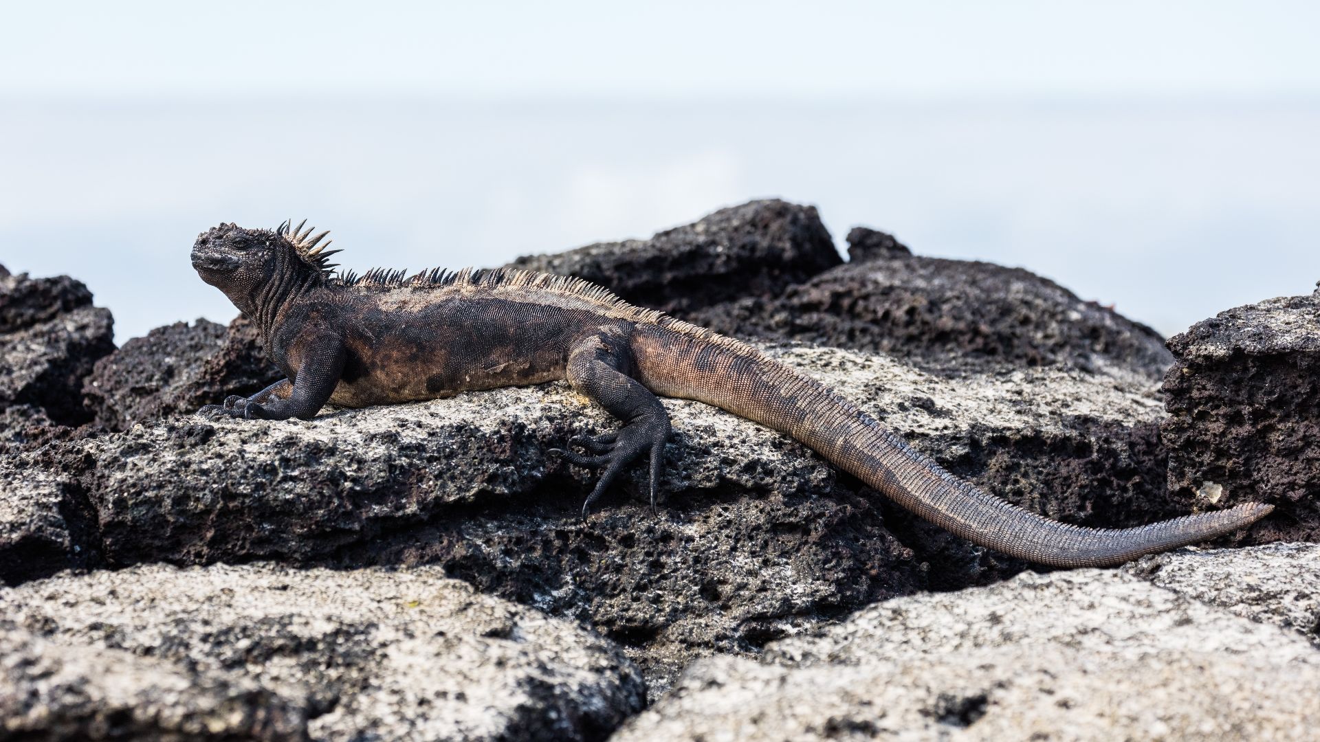 File:Iguana marina (Amblyrhynchus cristatus), Las Bachas, isla Santa Cruz, islas Galápagos, Ecuador, 2015-07-23, DD 23.jpg