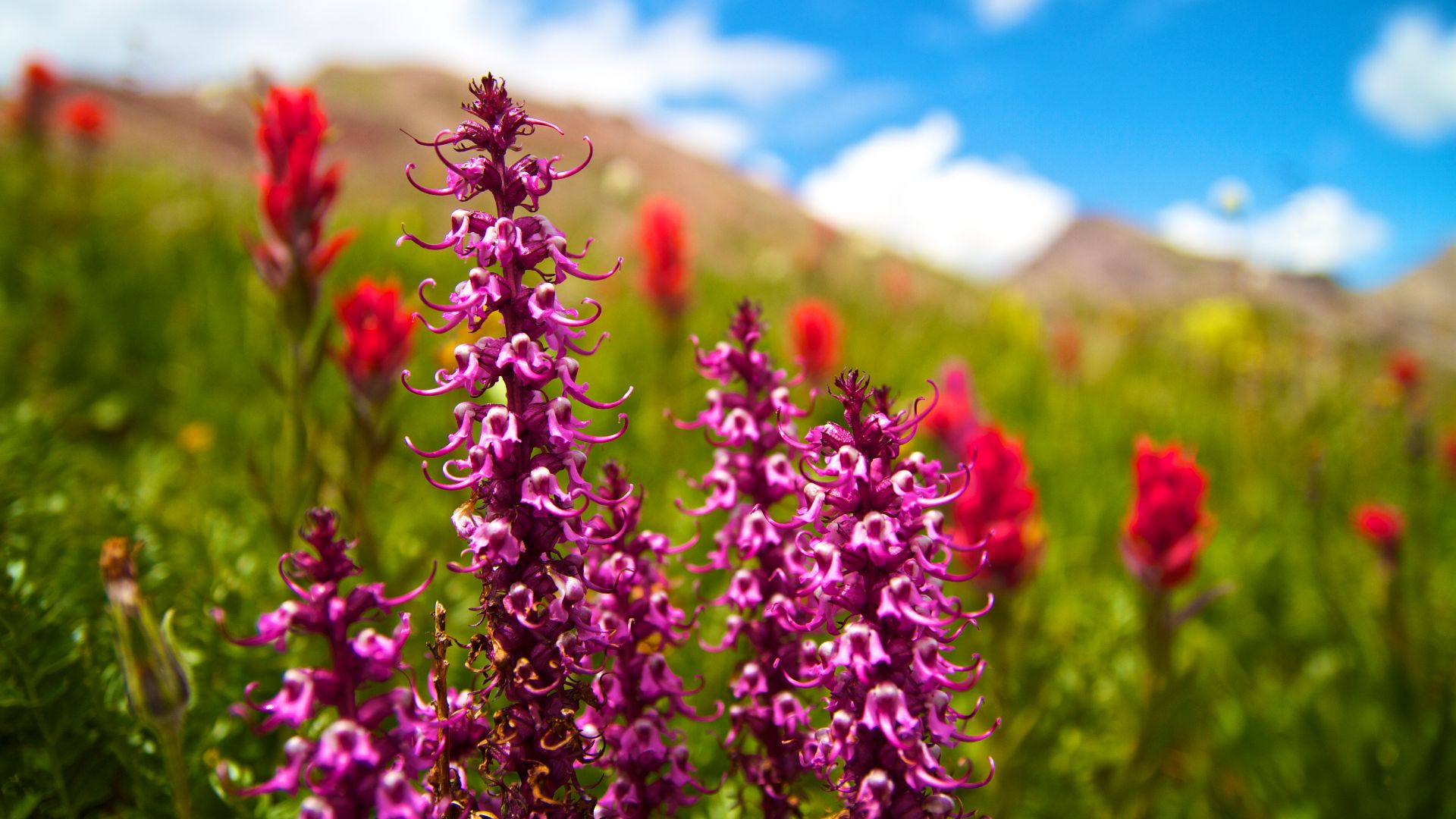 File:Thrive (5016640604).jpg